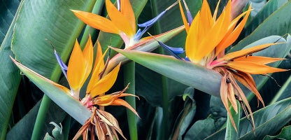 Strelitzia reginae
