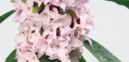 Daphne Perfume Princess