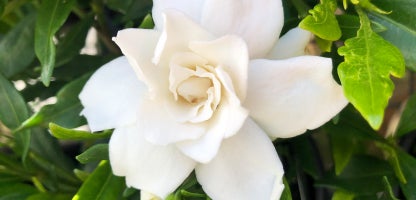 Gardenia Radicans