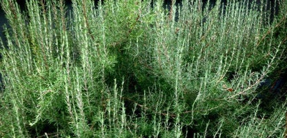 Rosemary chef's choice