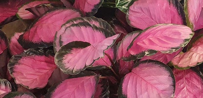 Calathea Rosey