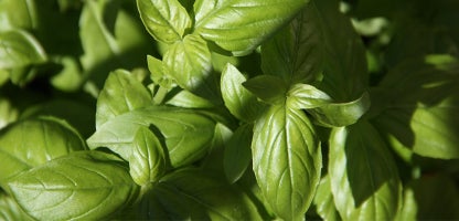 Basil