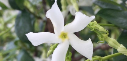 Star Jasmine