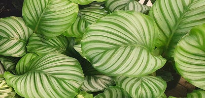Calathea Orbifolia