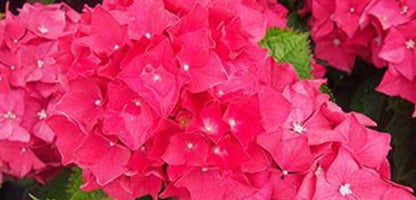 Hydrangea Raspberry Crush