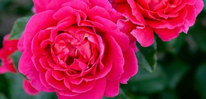 Bush Rose