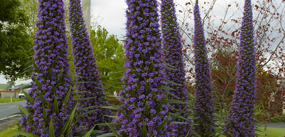 Echium Cobalt Towers