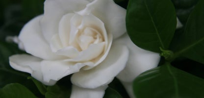 Gardenia Veitchii