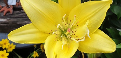 Asiatic Lilies