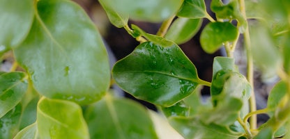 Griselinia Littoralis