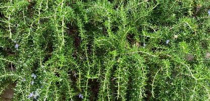 Rosemary prostrata
