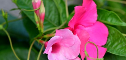 Mandevilla