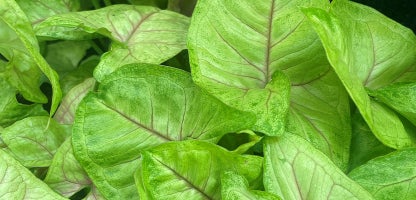 Syngonium Golden Illusion