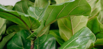 Ficus lyrata (Fiddle Leaf Fig)