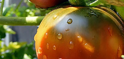 Black Krim