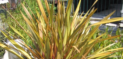 Phormium “yellow wave”