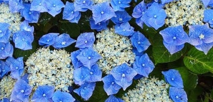 Hydrangea Blaumeise