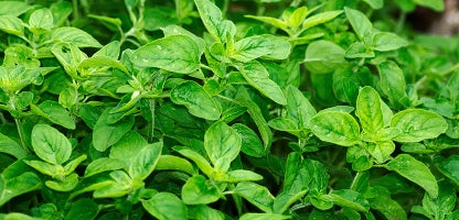 Oregano