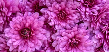 Decorative Dahlia