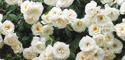 Climbing Rose