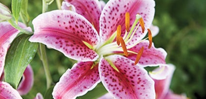 Oriental Lilies