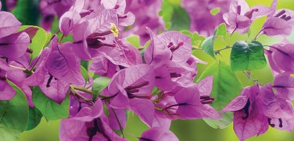 Bougainvillea