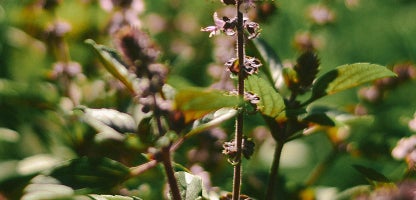 Thai Basil