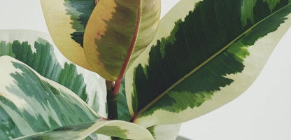 Ficus tineke