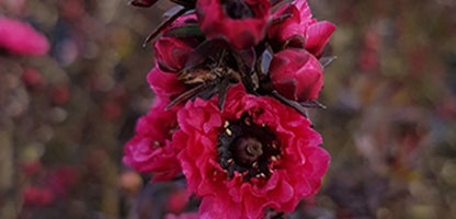 Leptospermum Burgundy Queen
