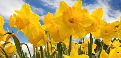Dwarf Daffodils