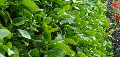 Griselinia whenuapai