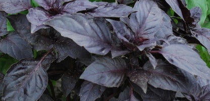 Purple Basil