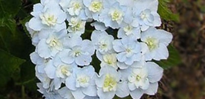 Hydrangea Trophy