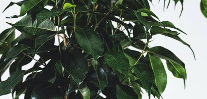 Ficus benjamina