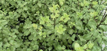 Pittosporum tenuifolium