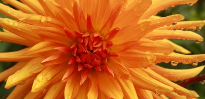 Cactus Dahlia