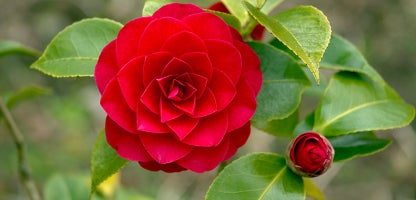 Japonica Camellias