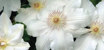 Clematis