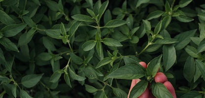 Holy Basil