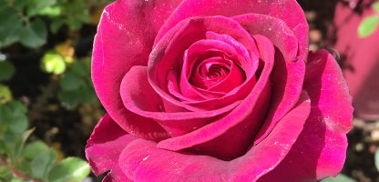 Standard Rose