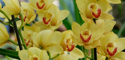 Cymbidium