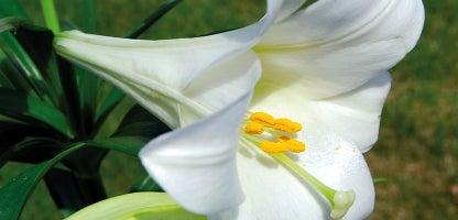 Trumpet Lilies