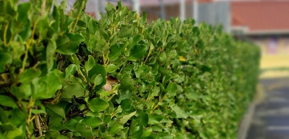 Griselinia lucida