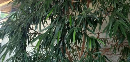 Ficus binnendijkii Amstel King and Queen.