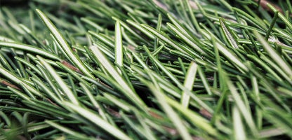 Rosemary