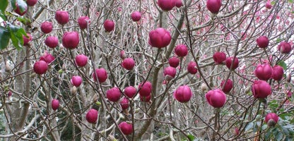 Magnolia Black Tulip