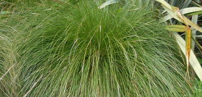 Carex secta