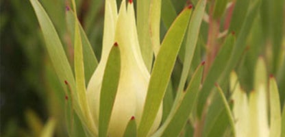 Leucadendron Inca Gold