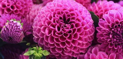 Pom Pom Dahlia