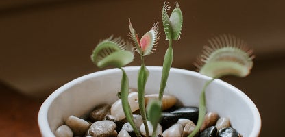 Venus Fly Trap